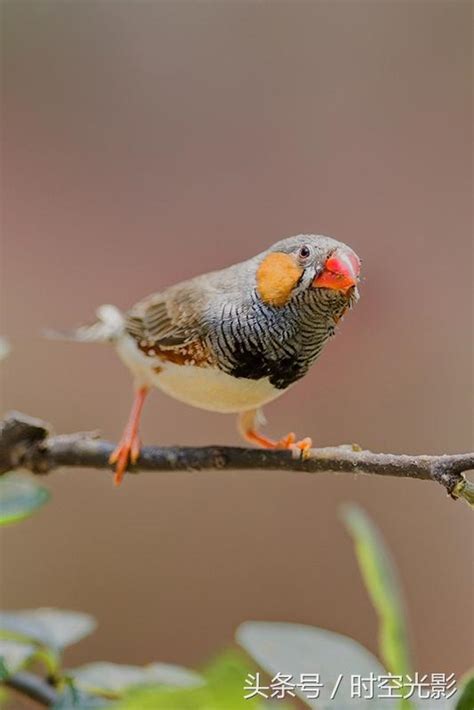 珍珠鳥幼鳥